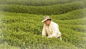 man in farm, young living essential oils