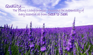 young living essential oil lavender field