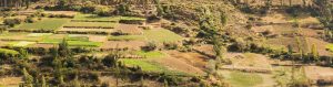landscape where mother jungle originated, kosher certified 