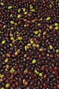 olives to turn into olive oil, kosher certified
