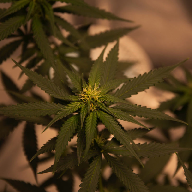 hemp plants