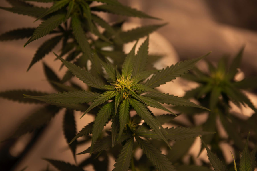 hemp plants