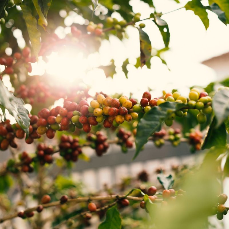 coffee bean kosher certification