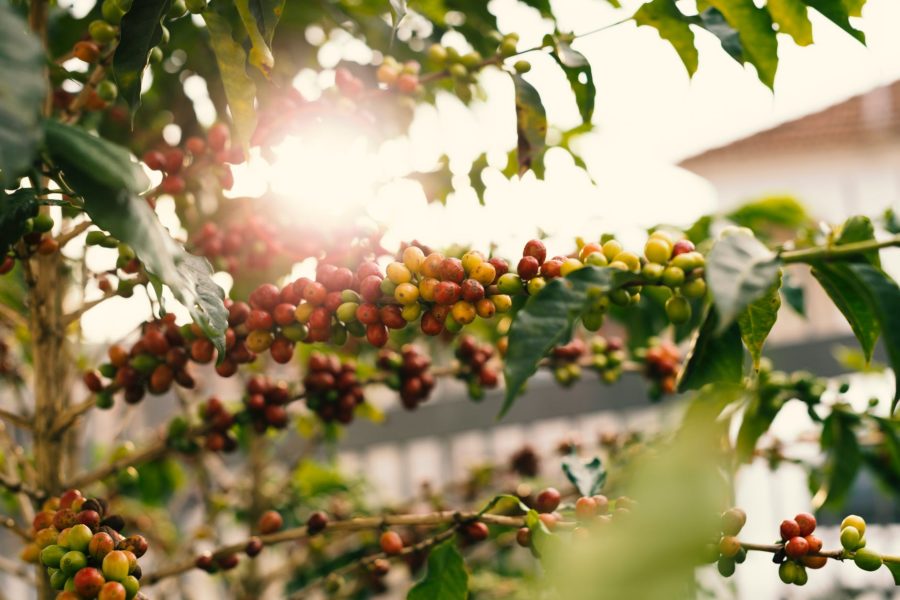 coffee bean kosher certification