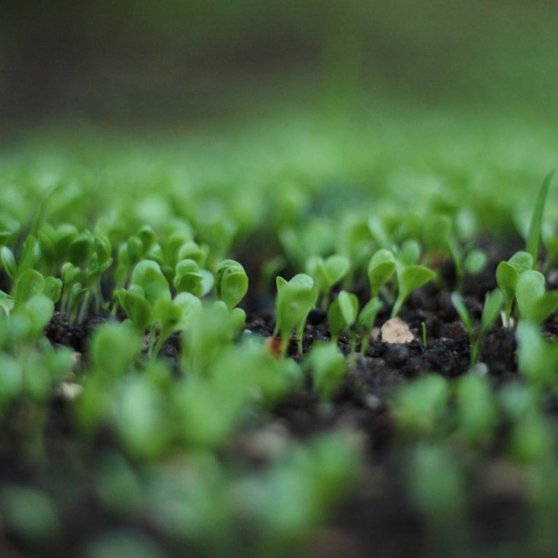 small greens growing in the dirt