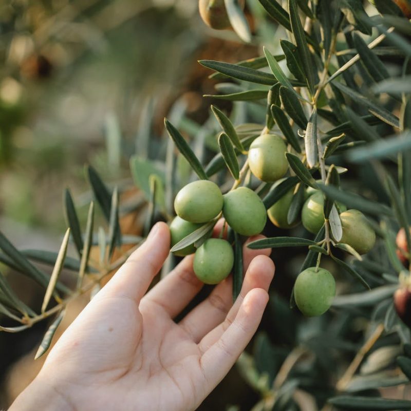 cooking oil kosher certification
