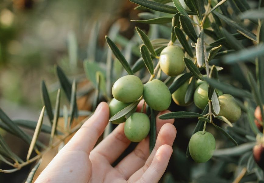 cooking oil kosher certification