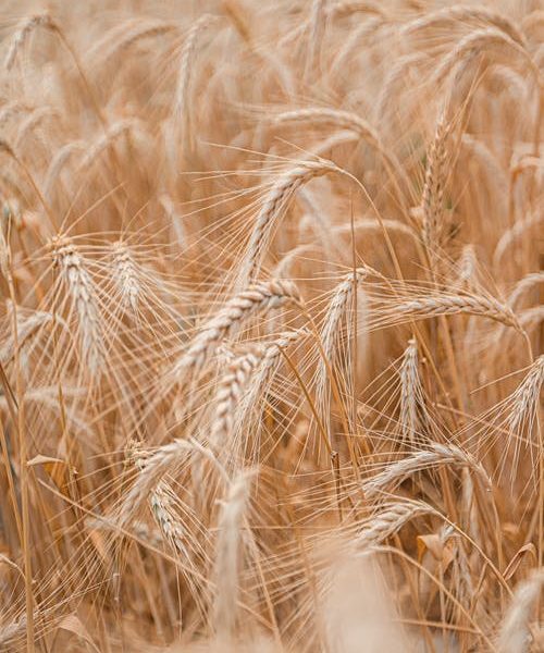kosher and gluten free certification