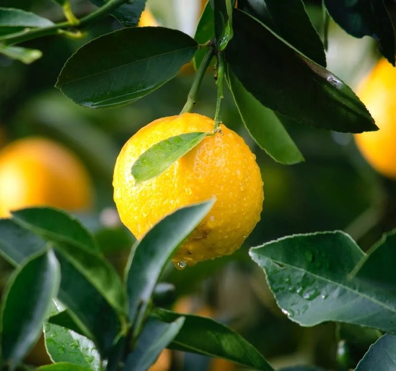 lemons on tree