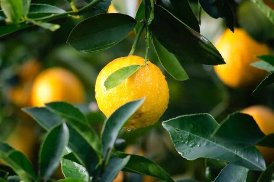 lemons on tree