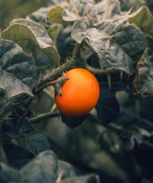 orange fruit on the vine