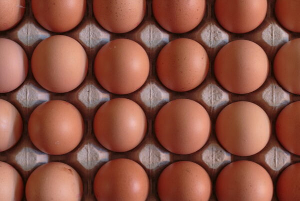 Rows of brown eggs filling a moulded pulp flat, photographed straight down