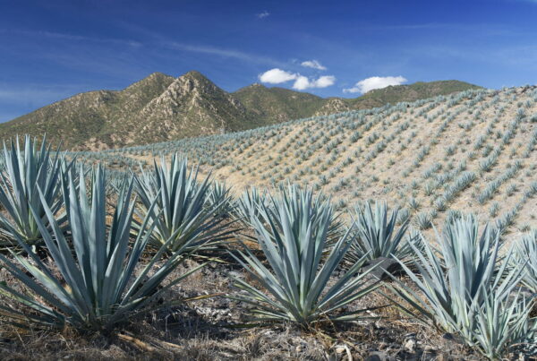 Rows of blue agave plants on a hillside below rocky mountains under a blue sky