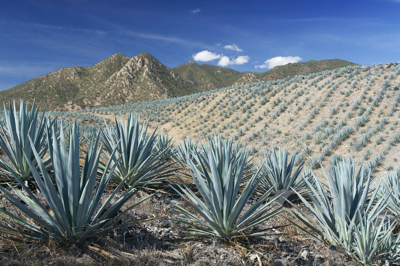 Kosher Certification for Tequila and Craft Distilleries: Why the Still Is Rarely the Problem